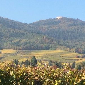 Vue du Hohlandsbourg des vignes